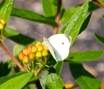 [The butterfy is perched on a grouping of closed flower buds. The butterfly is all white except for the top edge of its upper wings and the tips of its antennas which are a dark grey. There is one dark grey spot on its wing.]